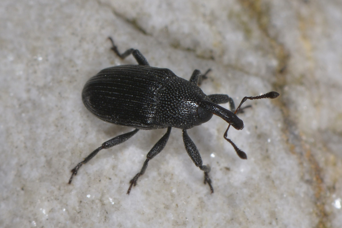 Baris artemisiae - Curculionidae